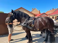 Égua, Cavalos — foto 3