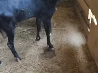 Echki, Alpine goat — 1-rasm