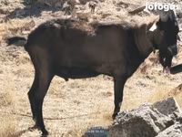 تيس, Alpine goat — الصورة 3