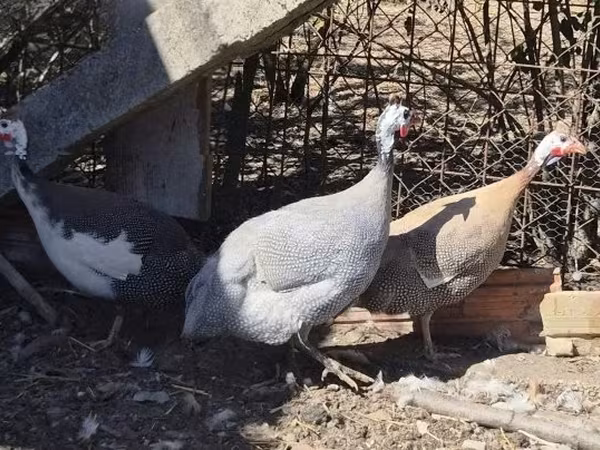 Голубая (лавандовая)
