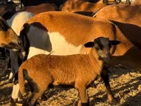 Қошқар, Cameroon sheep — 6-сурет