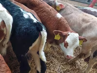 Bull, Simmental cattle — photo 3