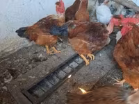Chickens — foto 1