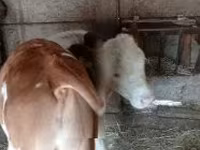 公牛, Hungarian Grey breed — 照片 2