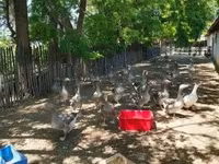Geese — foto 6