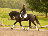 Pastuv, Friesian — fotografija 5