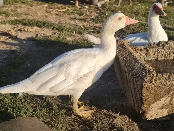 Ducks