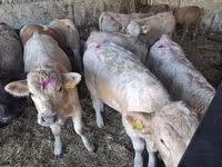 Byk, Charolais cattle — zdjęcie 4