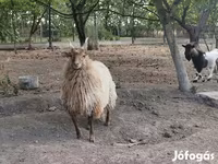 نعجة, Racka sheep — الصورة 4