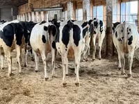 Cow, Holstein breed — photo 1