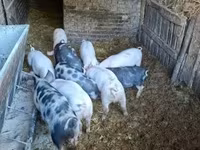 Eber, Schweine — Foto 1