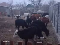 Qoç, Qoyunlar — foto 2