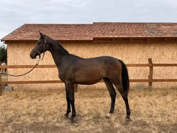 雄馬, Hungarian horse breed — ハンガリー