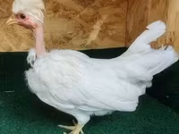 Guinea fowl — zdjęcie 2