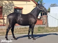 Hengst, Lipizzaner — Foto 1