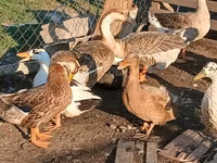 Ducks — Foto 5