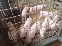 Cerdos (lote, sexo no especificado), Cerdos — foto 6