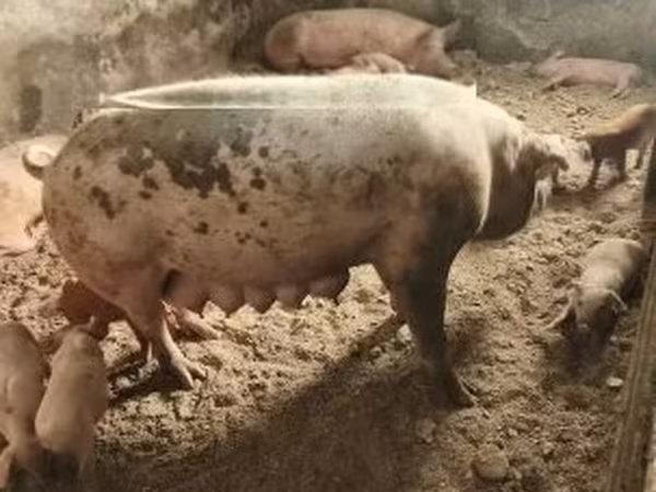 Porca, Porcos