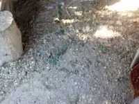 Chickens — fotografija 5