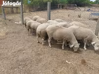 Oveja, Ovejas — foto 4