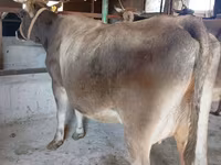 Krowa, Swiss cattle — zdjęcie 5