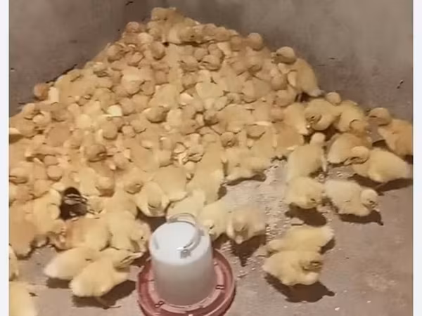 Німецький пекин