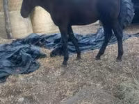 Hengst, Nonius horse — Foto 4