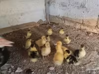 Ducks — 照片 1