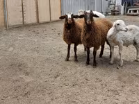 मेढ़ा, भेड़ — फ़ोटो 8