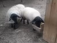 Ovan, White Suffolk sheep — fotografija 3