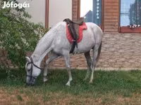Caballo, Caballos — foto 7