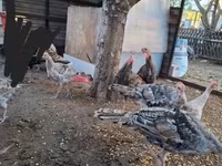 Turkeys — foto 2
