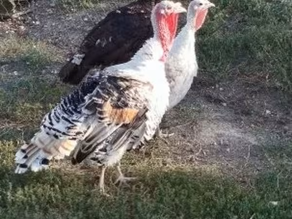 Turkeys — Венгрия