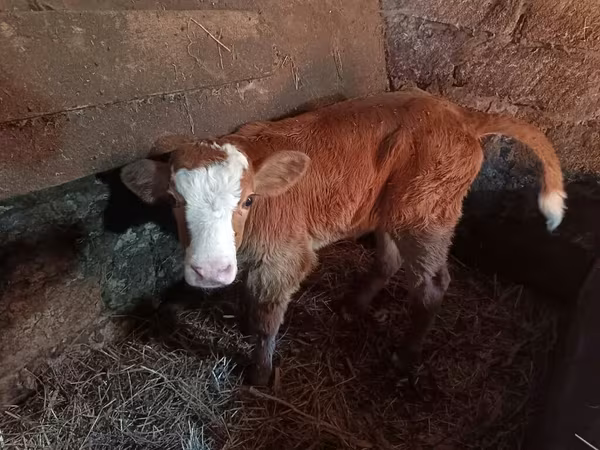 雌牛, Simmental cattle