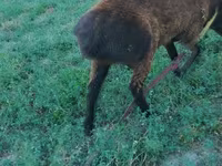 Ovan, Qashqai sheep — fotografija 2