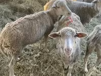 母羊, Sheep — 照片 2