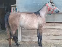 Caballo, Caballos — foto 1