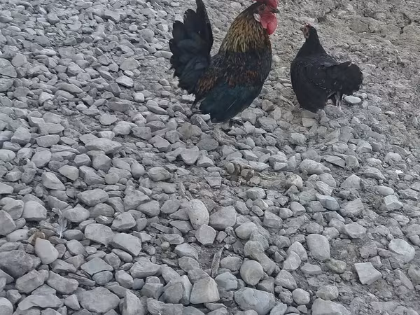 Chickens