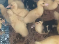 Ducks — fotografija 2