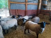 भेड़, White Suffolk sheep — फ़ोटो 2