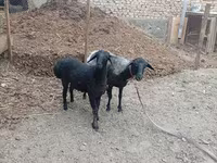نعجة, الأغنام — الصورة 2