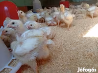 Chickens — Foto 1