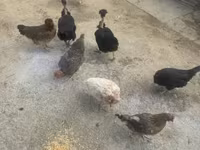 Chickens — 照片 2