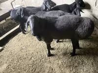 Qoç, Hissar sheep — foto 5