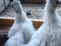 gallina danesa — foto 2