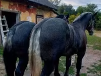 公马, Percheron — 照片 4