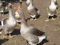 Geese — الصورة 1