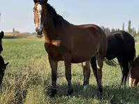 Égua, Cavalos — foto 2