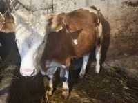 Sigir, Simmental cattle — 8-rasm