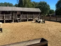 كبش, Merino sheep — الصورة 1